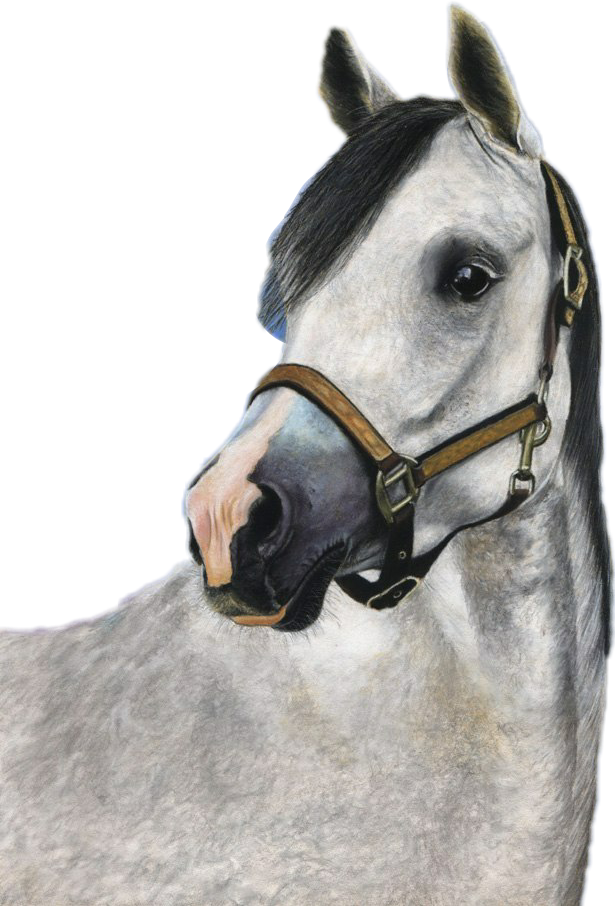 лошадь freetoedit #лошадь sticker by @tanyacatdogvisitaboi