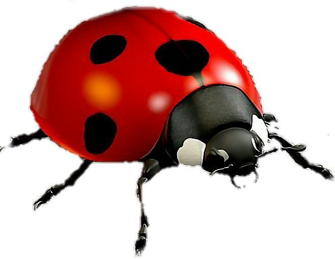 ladybugs freetoedit #ladybugs sticker by @smrnaser1