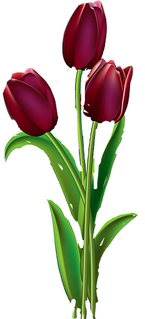 tulips freetoedit #tulips sticker by @taliafera