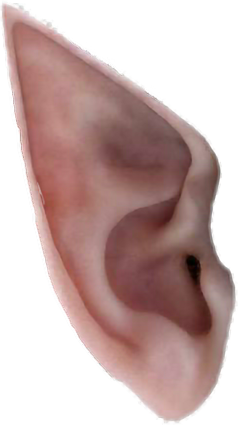 elf ears - Sticker by oirishnicole