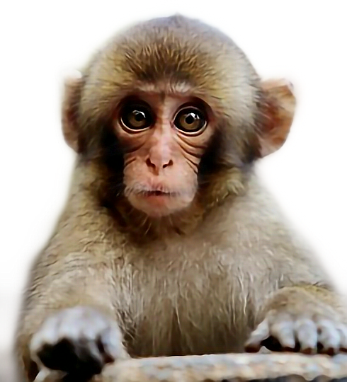 monkey freetoedit scmonkey #monkey sticker by @madpl